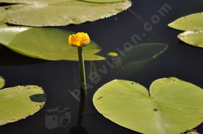 Nénuphar jaune - Photo libre de droit - PABvision.com