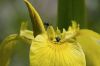Insecte sur une fleur jaune