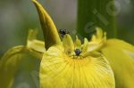 Insecte sur une fleur jaune