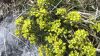  Fleurs de montagne                  