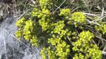  Fleurs de montagne                  