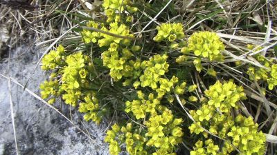 Fleurs de montagne - Photo libre de droit - PABvision.com
