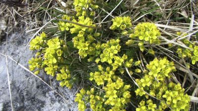  Fleurs de montagne                   - Photo libre de droit - PABvision.com