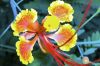 Photos Fleurs, images gratuites et libres