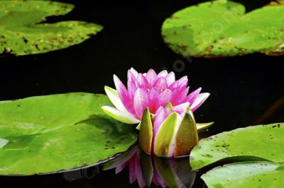 Nénuphar - Photo libre de droit - PABvision.com