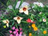 Que de magnifiques fleurs