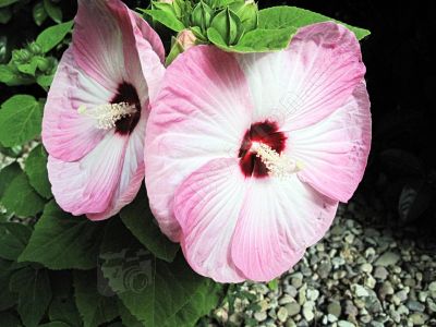 magnifique fleur - Photo libre de droit - PABvision.com