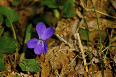 Violette - Photo libre de droit - PABvision.com