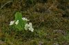 Primev�res sauvages
