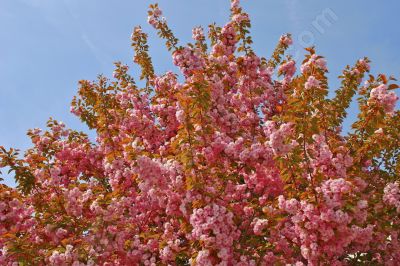 Fleurs sauvage - Photo libre de droit - PABvision.com