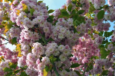 Fleur de pommier du japon - Photo libre de droit - PABvision.com