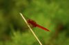 Libellule sur un brin d'herbe
