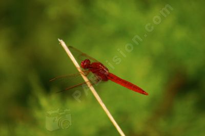 Libellule sur un brin d'herbe - Photo libre de droit - PABvision.com