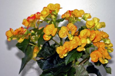 Bouquet de begonia - Photo libre de droit - PABvision.com