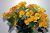 Bouquet de begonia - Photos