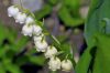 Muguet de mai