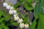 Muguet de mai