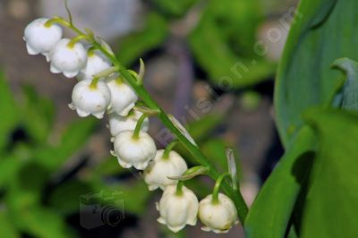 Muguet de mai - Photo libre de droit - PABvision.com