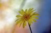 Fleur buphthalme � feuilles de saule