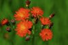 Fleur sauvage rouge orange