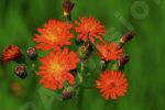 Photo libre - Fleur sauvage rouge orange