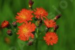 Photo libre - Fleur sauvage rouge orange