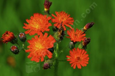 Fleur sauvage rouge orange - Photo libre de droit - PABvision.com