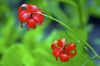 Fleurs exotiques rouges