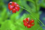 Fleurs exotiques rouges