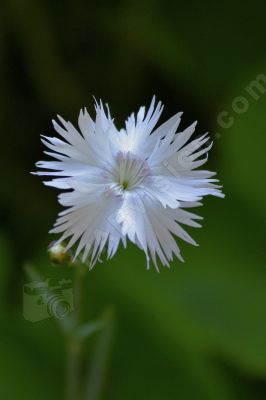 Oeillet mignardise sauvage - Photo libre de droit - PABvision.com