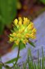 Fleur vuln�raire jaune