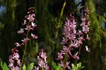 Fleurs sauvages roses et blanches