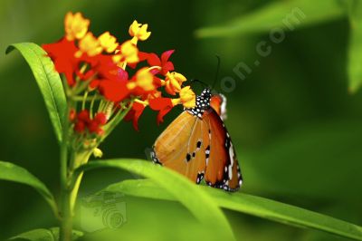 Papillon sur une fleur - Photo libre de droit - PABvision.com