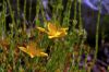 Fleurs orpin �cre