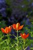 Fleurs rouges sauvages