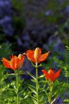 Fleurs rouges sauvages