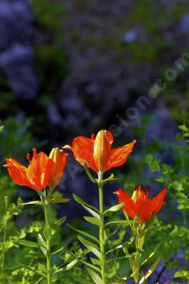 Fleurs rouges sauvages - Photo libre de droit - PABvision.com