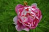 Pivoine en gros plan