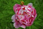 Pivoine en gros plan