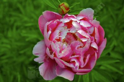 Pivoine en gros plan - Photo libre de droit - PABvision.com