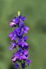 Fleurs vip�rine commune