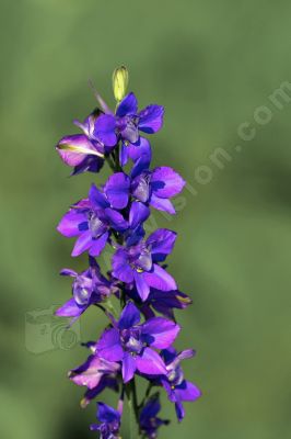 Fleurs viprine commune - Photo libre de droit - PABvision.com