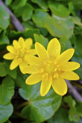 Fleur renoncule jaune - Photo libre de droit - PABvision.com