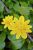 Fleur renoncule jaune - Photos