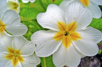Fleurs primeveyres sauvage blanche - Photo libre de droit - PABvision.com