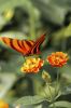 Papillon sur une fleur 