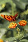 Papillon sur une fleur 