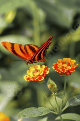 Papillon sur une fleur - Photo libre de droit - PABvision.com
