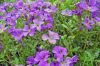 Fleurs sauvages violettes
