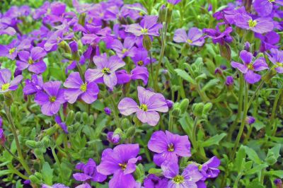Fleurs sauvages violettes - Photo libre de droit - PABvision.com
